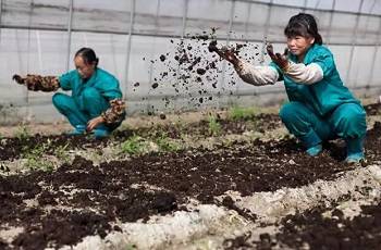 有機(jī)種植三要素：改土